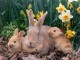Consigli per vivere felici con i conigli