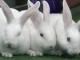 LAV e Animal Equality contro la tortura dei conigli: firma petizione 5 e 6 dicembre