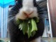 La corretta alimentazione del coniglio
