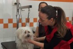 Assessore Sara Funaro toilette per cani