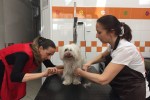 Assessore Sara Funaro toilette per cani (2)