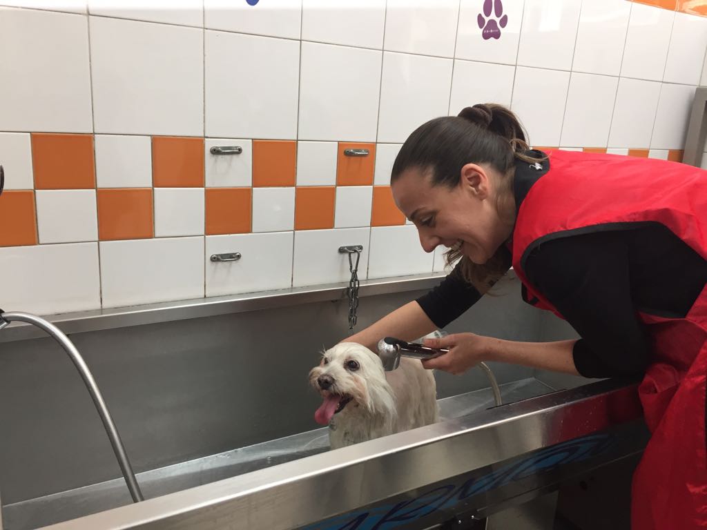 Assessore Sara Funaro toilette per cani (3)