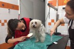 Assessore Sara Funaro toilette per cani (6)