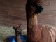 Nato a Firenze il primo cucciolo di alpaca