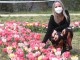 Al parco del Mensola sbocciati 50mila tulipani